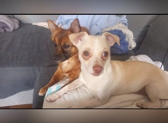 BRUTUS - der kleine Herzensbrecher sucht ein ruhiges Für-immer Zuhause!