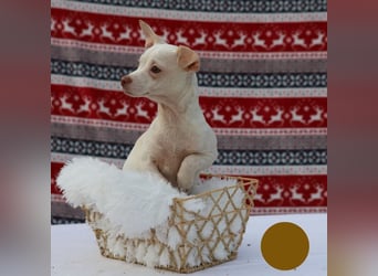 LOUI - wer schenkt dem zurückhaltenden kleinen Mann ein liebevolles, artgerechtes Zuhause?