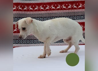 Welpe SPIKE - wer zeigt dem kleinen Männlein, wie schön ein Hundeleben sein kann?