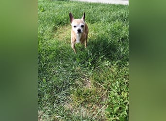 ROCKY und RONY - die beiden kleinen Mäuse suchen gemeinsam ein liebevolles Für-Immer Zuhause