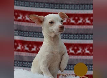 LOUI - wer schenkt dem zurückhaltenden kleinen Mann ein liebevolles, artgerechtes Zuhause?