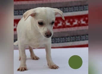 Welpe SPIKE - wer zeigt dem kleinen Männlein, wie schön ein Hundeleben sein kann?