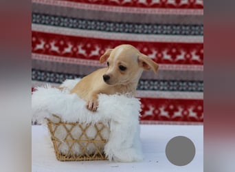 Welpe NUGGET - ich bin gespannt, was das Leben Tolles für mich bereithält!