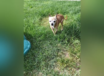 ROCKY und RONY - die beiden kleinen Mäuse suchen gemeinsam ein liebevolles Für-Immer Zuhause