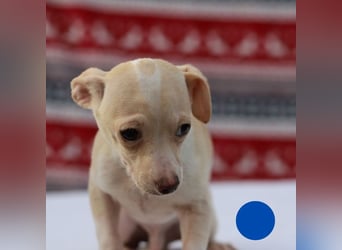 Welpe MAX - der kleine Chihuahua-Mann freut sich auf tolle Abenteuer mit seiner Familie