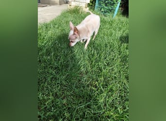 ROCKY und RONY - die beiden kleinen Mäuse suchen gemeinsam ein liebevolles Für-Immer Zuhause