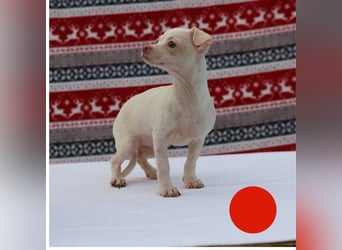 Welpe JOYCE - die kleine Maus freut sich auf ein tolles Leben bei ihrer Familie!