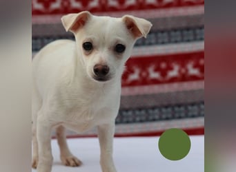 Welpe SPIKE - wer zeigt dem kleinen Männlein, wie schön ein Hundeleben sein kann?