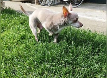 ROCKY und RONY - die beiden kleinen Mäuse suchen gemeinsam ein liebevolles Für-Immer Zuhause