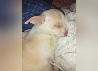 BRUTUS - der kleine Herzensbrecher sucht ein ruhiges Für-immer Zuhause!