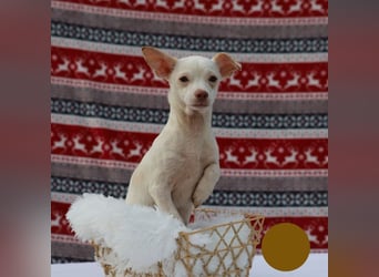 LOUI - wer schenkt dem zurückhaltenden kleinen Mann ein liebevolles, artgerechtes Zuhause?