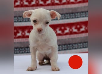 Welpe JOYCE - die kleine Maus freut sich auf ein tolles Leben bei ihrer Familie!