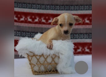 Welpe NUGGET - ich bin gespannt, was das Leben Tolles für mich bereithält!