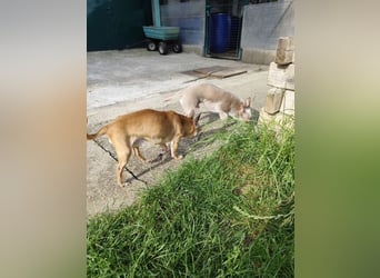 ROCKY und RONY - die beiden kleinen Mäuse suchen gemeinsam ein liebevolles Für-Immer Zuhause