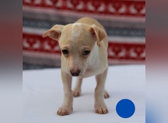 Welpe MAX - der kleine Chihuahua-Mann freut sich auf tolle Abenteuer mit seiner Familie