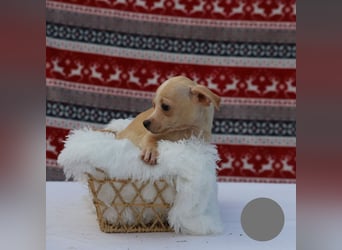 Welpe NUGGET - ich bin gespannt, was das Leben Tolles für mich bereithält!