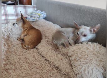 ROCKY und RONY - die beiden kleinen Mäuse suchen gemeinsam ein liebevolles Für-Immer Zuhause