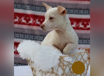 LOUI - wer schenkt dem zurückhaltenden kleinen Mann ein liebevolles, artgerechtes Zuhause?