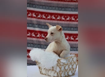 LOUI - wer schenkt dem zurückhaltenden kleinen Mann ein liebevolles, artgerechtes Zuhause?