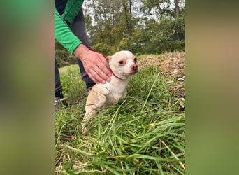 PIXIE -  ich bin gespannt was das Leben Tolles für mich bereithält...