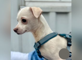 Welpe SMOOTHIE - ich bin soooo gespannt was mich in meinem neuen Leben alles erwartet...