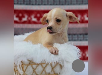 Welpe NUGGET - ich bin gespannt, was das Leben Tolles für mich bereithält!