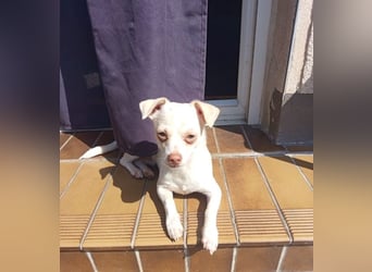 BRUTUS - der kleine Herzensbrecher sucht ein ruhiges Für-immer Zuhause!