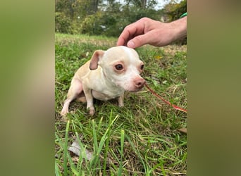 PIXIE -  ich bin gespannt was das Leben Tolles für mich bereithält...