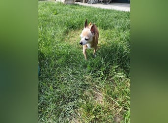 ROCKY und RONY - die beiden kleinen Mäuse suchen gemeinsam ein liebevolles Für-Immer Zuhause