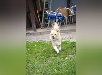 Schmusemaus Kora