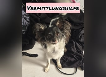 Vermittlungshilfe für CORA❤️