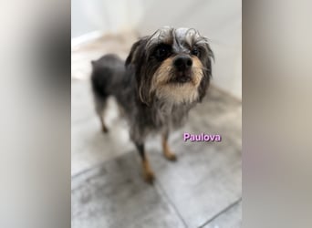Paulova geb. 07/2017 (ESP) - bezaubernde, sanfte kleine Chihuahua-Yorkshire-Mix-Hündin!