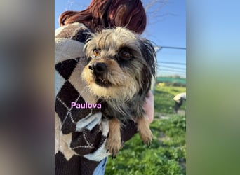 Paulova geb. 07/2017 (ESP) - bezaubernde, sanfte kleine Chihuahua-Yorkshire-Mix-Hündin!