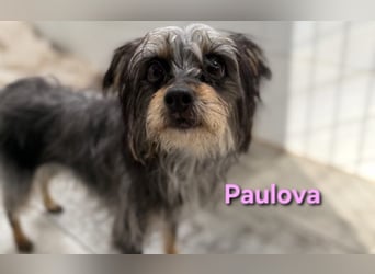 Paulova geb. 07/2017 (ESP) - bezaubernde, sanfte kleine Chihuahua-Yorkshire-Mix-Hündin!