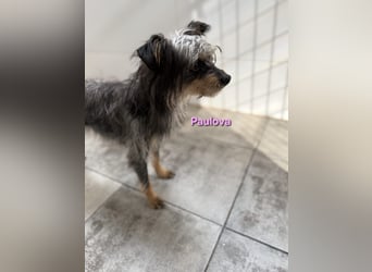 Paulova geb. 07/2017 (ESP) - bezaubernde, sanfte kleine Chihuahua-Yorkshire-Mix-Hündin!