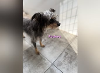 Paulova geb. 07/2017 (ESP) - bezaubernde, sanfte kleine Chihuahua-Yorkshire-Mix-Hündin!