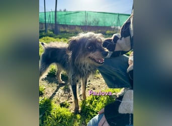 Paulova geb. 07/2017 (ESP) - bezaubernde, sanfte kleine Chihuahua-Yorkshire-Mix-Hündin!