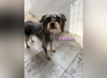 Paulova geb. 07/2017 (ESP) - bezaubernde, sanfte kleine Chihuahua-Yorkshire-Mix-Hündin!