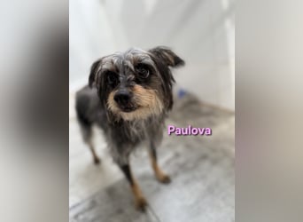 Paulova geb. 07/2017 (ESP) - bezaubernde, sanfte kleine Chihuahua-Yorkshire-Mix-Hündin!