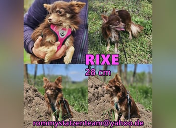 Rixe braucht liebevollen Bindungsaufbau