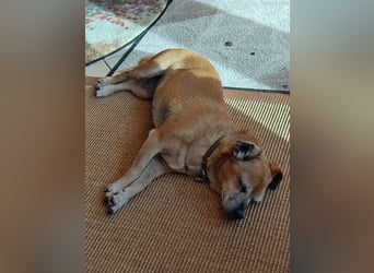 Elmi  Hundeomi die gerne kuschelt und spielt  bereits in Deutschland