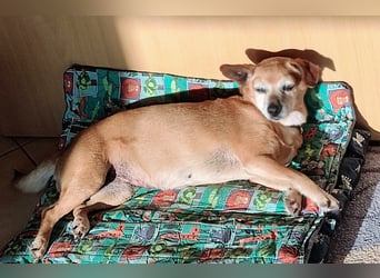 Sonnenanbeterin Elmi ❤️ menschenbezogen und lebensfroh - bereits in Deutschland