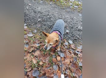 Elmi  Hundeomi die gerne kuschelt und spielt  bereits in Deutschland