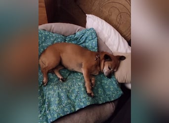 Elmi - eine Hundeomi die gerne kuschelt und spielt —bereits in Deutschland