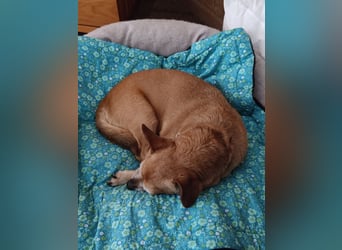 Elmi - eine Hundeomi die gerne kuschelt und spielt —bereits in Deutschland