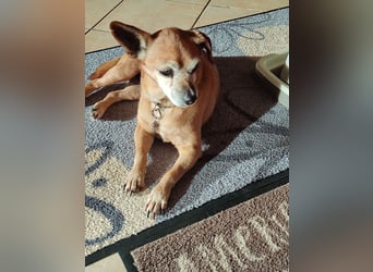 Elmi  Hundeomi die gerne kuschelt und spielt  bereits in Deutschland