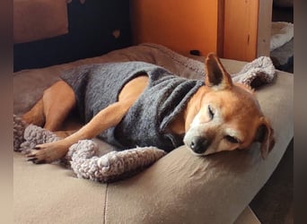 Elmi  Hundeomi die gerne kuschelt und spielt  bereits in Deutschland