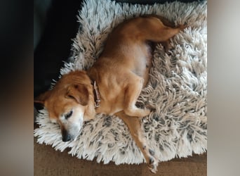 Elmi - eine Hundeomi die gerne kuschelt und spielt —bereits in Deutschland