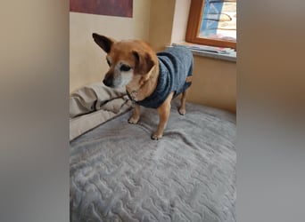 Elmi  Hundeomi die gerne kuschelt und spielt  bereits in Deutschland