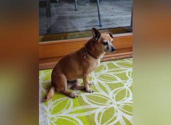 Elmi - eine Hundeomi die gerne kuschelt und spielt —bereits in Deutschland